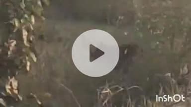 समुद्रपूर: करुळ शेत शिवारात वाघाचा मुक्त संचार:नागरिकांमध्ये दहशतीचे वातावरण:फटाके फोडून वाघाला हाकलण्याचे काम सुरू