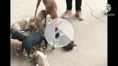 बक्सर: न्याय के मंदिर में करुणा: बेजुबानों के लिए गर्माहट की व्यवस्था