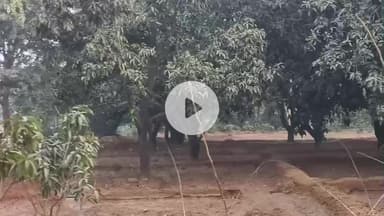 अमरोहा: अमरोहा की पहचान मिटाने में लगे भूमाफिया, गांव कटाई में हरे-भरे आम के पेड़ों पर चला आरा, वन विभाग बना अंजान