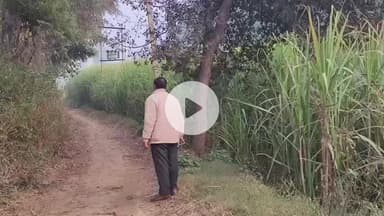 अमरोहा: अमरोहा में तेंदुए का खौफ, गन्ने के खेत में दिखाई दिया तेंदुआ, मची दहशत, लाठी-डंडे लेकर खेतों की ओर दौड़े ग्रामीण