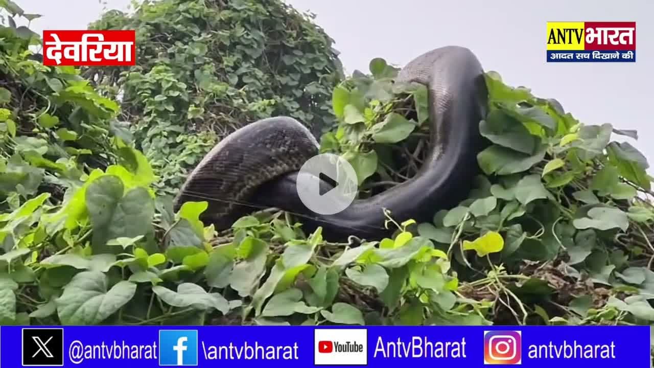 #देवरिया में पेड़ पर दिखा #विशालकाय_अजगर, इलाके में मचा हड़कंप#ajagar #स्नेक