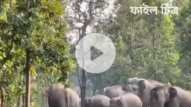 ঝাড়গ্রাম: হাতির হাত থেকে ঝাড়গ্রামের মানুষকে সুরক্ষিত করতে ঝাড়গ্রাম বনবিভাগে ৩০টি হাতির অবস্থান প্রকাশিত করল বনদপ্তর