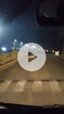 लाडपुरा: कोटा के रेलवे कॉलोनी में दो तेंदुओं की दहशत, माल रोड पर आए नजर, ब्रिज ऑफिस में बिल्ली का शिकार, वन विभाग को नहीं मिला