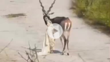 इटावा: इटावा सफारी पार्क में काला हिरन समेत तीन वन्य जीवों की मौत से सफारी प्रशासन पर उठे सवाल, लापरवाही आई सामने