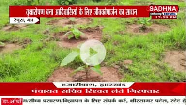 घुटेही बीट में वृक्षारोपण बना आदिवासी लोगों के लिए जीवको उपार्जन का साधन