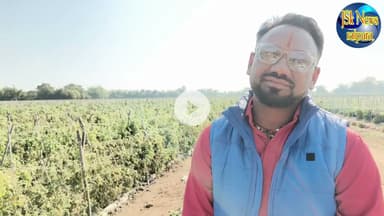 टमाटर एवं शिमला मिर्च की खेती कर कमाए करोड़ों रुपए- देखें कैसे?