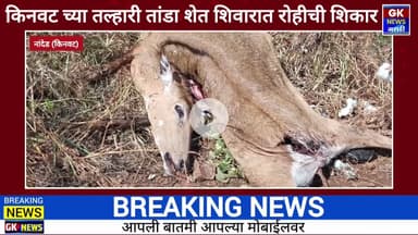 तल्हारी तांडा शेत शिवारात रोहीची शिकार वाघाने नव्हे तर बिबट्याने केल्याचे झाले स्पष्ट