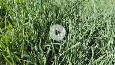 पुनासा: यूरिया संकट: टैगिंग के नाम पर काला बाज़ार, किसानों को ₹400 अधिक में मिल रहा यूरिया