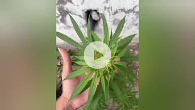 தண்டையார்பேட்டை: ஸ்டான்லி அரசு மருத்துவமனையில் கஞ்சா செடி -  அதிர்ச்சியில் போலீசார் - தீவிர விசாரணை