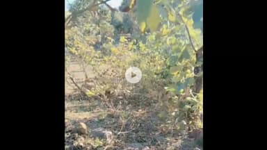 शिवपुरी: अमोला के जंगलों में वन विभाग की सघन गश्त, लकड़ी तस्करी पर रखी जा रही है नज़र