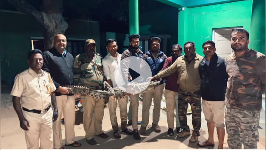 ಪಾಂಡವಪುರ: ನಾಲೆಯಲ್ಲಿ ಕಾಣಿಸಿಕೊಂಡಿದ್ದ ಮೊಸಳೆ ಸೆರೆ, ಪಾಂಡವಪುರ ತಾಲ್ಲೂಕು ಅರಳುಕುಪ್ಪೆ ಗ್ರಾಮದಲ್ಲಿ ಅರಣ್ಯಾಧಿಕಾರಿಗಳ ಕಾರ್ಯಾಚರಣೆ