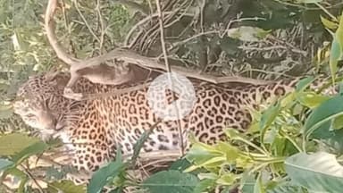 हिण्डोली: रामगढ़ विषधारी में सक्रिय हुए शिकारी, फंदे में फंसा मादा पैंथर शावक, टाइगर रिजर्व के बफर जोन में एक माह में तीसरी घटना