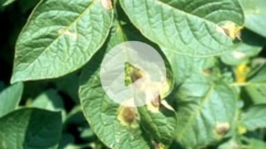 बहराइच: जिला कृषि रक्षा अधिकारी ने आलू और सरसों की फसलों में झुलसा एवं माहू कीट का समय पर निदान करने की किसानों से की अपील