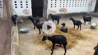 जशपुर: जशपुर की पशु सखियों ने झारखंड में उन्नत पशुपालन का प्रशिक्षण लिया