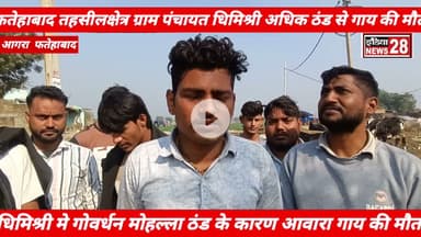 फतेहाबाद के घिमिश्री में आवारा गाय का ग्रामीणों की सम्मान से अंतिम संस्कार