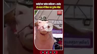 करोड़ों का 'सफेद सुल्तान': नीलामी में लगी $500,000 की ऐतिहासिक बोली!#WhiteBuffalo #RareAnimal