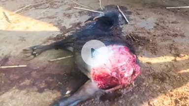 मंगळवेढा: शांतीनगर भागात तरस प्राण्याचा वासरावर हल्ला, वनविभागाने लावले कॅमेरे