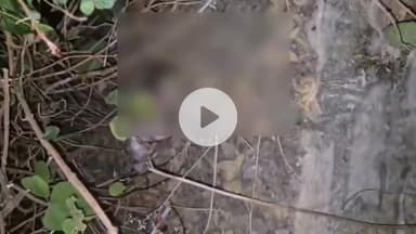 झालरापाटन: झालावाड़ में ममता को शर्मसार करने वाली घटना, निर्दयी मां ने नवजात शिशु को झाड़ियों में फेंका, नवजात अस्पताल में भर्ती