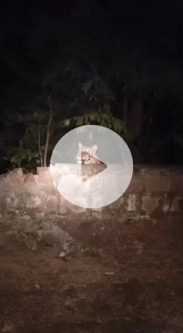 mamla raisen jile ki badi block ka hai jahan der rat nagin mod per phir sherni dikhai di.pehle bhi yahan sher dikh chuka