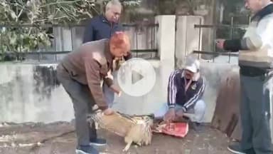 मंदसौर: चौधरी कॉलोनी में उल्लू के पंख में फंसी चाइनीज डोर, कटा पंख फॉरेस्ट विभाग को सौंपा गया