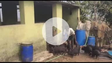 हज़ारीबाग: सूकर पालन से बदली तक़दीर, उमेश भुइयां बने आत्मनिर्भर