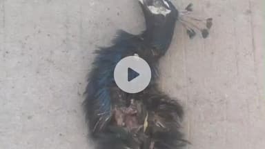 मंदसौर: ग्राम घटावदा में फिर हुआ राष्ट्रीय पक्षी मोर का शिकार, शिकायत के बाद भी ज़िम्मेदार बेखबर