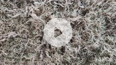 पुष्पराजगढ़: अमरकंटक में चौथी बार बर्फ जमी, तापमान शून्य के करीब