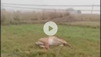 बेलागंज: शिवरामपुर गांव में 11 हजार केवीए तार की चपेट में आने से नीलगाय की मौत, विद्युत अभियंता ने ग्रामीण पर लगाया आरोप