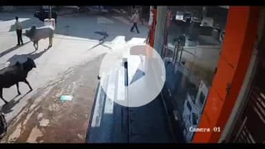 लाडपुरा: कोटा डीसीएम क्षेत्र में सांडों के उत्पात का वीडियो वायरल, युवक को सांड ने उठाकर पटक दिया