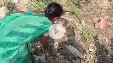 पडरौना: सूखी नहर में निकला विशाल अजगर, जटहा बाजार में मची दहशत, रेस्क्यू के बाद राहत लौटी