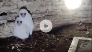 नरसिंहपुर: नरसिंह मंदिर के ऊपर खंडहरनुमा कमरे में दो दुर्लभ पक्षी दिखने का वीडियो सोशल मीडिया पर वायरल