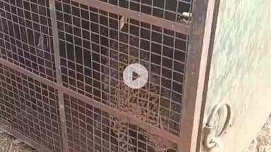 ನಾಗಮಂಗಲ: ಬೊಮ್ಮನಹಳ್ಳಿ ಬಳಿ ಅರಣ್ಯ ಇಲಾಖೆ ಬೋನಿಗೆ ಮತ್ತೊಂದು ಚಿರತೆ ಸೆರೆ