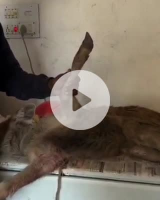 శంకరంపేట్ ఆర్: లక్యతండ దుప్పు పిల్లను రక్షించిన తండావాసులు