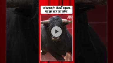 Bull Facts: क्या लाल रंग देख भड़क उठता है सांड? जानें इसके पीछे का साइंटिफिक कारण? | #bull #shorts