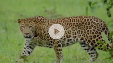 बंगाणा: मांजरू गांव में तेंदुए ने बकरी को बनाया शिकार, ग्रामीणों ने वन विभाग से पिंजरा लगाने की मांग उठाई