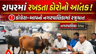 KATCHH : રાપરમાં રખડતા આંખલાઓનો આતંક, કોંગ્રેસ–આપની કડક કાર્યવાહી માટે માંગ