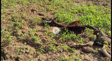 "दिन भर भूसे के इंतज़ार में तड़पते रहे गौशाला के मवेशी — व्यवस्था पर सवाल"