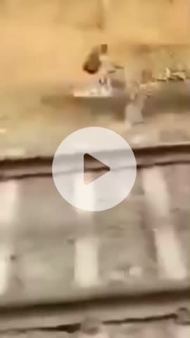 Sanjay dubri National Park