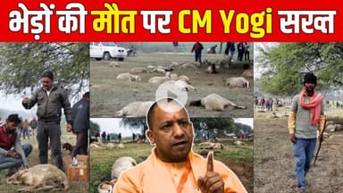 लखनऊ में भेड़ों की मौत CM योगी ने लिया एक्शन