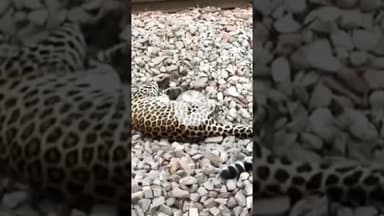 अमरोहा जिले में आदमखोर तेंदुए की एक ट्रेन की चपेट में आकर दर्दनाक मौत #amroha #wildanimals