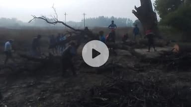 pure Pande ka Purva baisad jila Amethitalab mein lakadi cut rahi thi