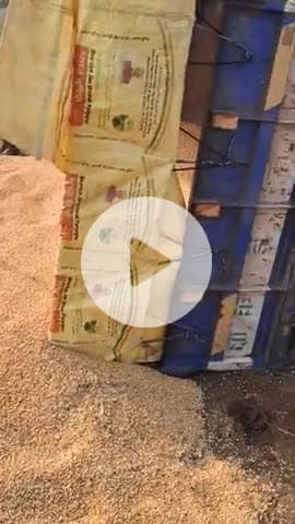 guna ke padon Silawati gaon me airtel line ki khudai ke karan gadde na purne ki bajah se makke ki trali palti