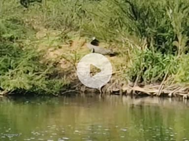 ಹೊನ್ನಾಳ್ಳಿ: ತುಂಗಭದ್ರಾ ನದಿಯ ತಟದಲ್ಲಿ ಕಾಣಿಸಿಕೊಂಡ ಮೊಸಳೆ:
ದಾವಣಗೆರೆ ಜಿಲ್ಲೆಯ ಹೊನ್ನಾಳಿ ತಾಲೂಕಿನ ರಾಂಪುರ ಬಳಿ ಪತ್ತೆ