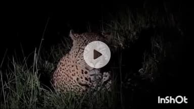 श्रीरामपूर: वडाळा महादेव शिवरात बिबट्याचे दर्शन नागरिकांमध्ये भीतीचे वातावरण