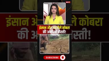 इंसान और जहरीले कोबरा की अनोखी दोस्ती! #snake #snakevideo #kingcobra #viralvideo #viralnews