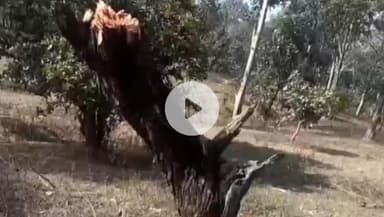 सिंगरौली: बरगवां में खैर के पेड़ काटे, वीडियो वायरल, वन विभाग पर सवाल, रेंजर ने दिए जांच के निर्देश