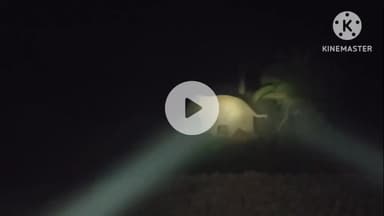 ମୋରଡା: ଅସନବଣି ଜଙ୍ଗଲରୁ ବାହାରି ଜନବସତି ମୁହାଁ ଅଗ୍ରସର ହେଲେ ହାତୀପଲ, ପ୍ରତ୍ୟାବର୍ତ୍ତନ କରାଇବାକୁ ଗଜସାଥୀ ଓ ଗ୍ରାମବାସୀଙ୍କ ଉଦ୍ୟମ ଜାରି