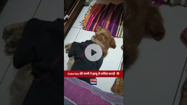 #citizentimes #cutedog #cutepuppy #cutepets