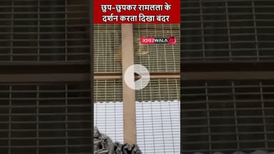 छुप-छुपकर रामलला के दर्शन करता दिखा बंदर, यह दृश्य देख मौजूद लोग भावुक हो उठे #ramlalla #ayodhya