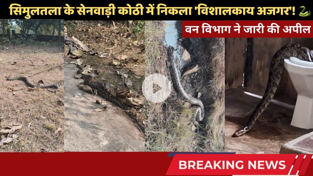 सिमुलतला के सेनवाड़ी कोठी में निकला 'विशालकाय अजगर'! 🐍 प्लंबर के उड़े होश! #simultalanews #trending